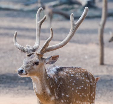 From Blackjack to Biodiversity: How Casinos Are Aiding Wildlife Conservation